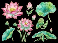Lotus flowers and lily pads isolated on transparent background. Pink blooms, green foliage, and botanical elements ready for t-shirts, clipart, stickers, sublimation, and print-on-demand designs.
