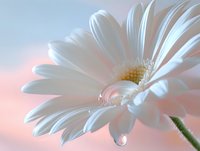 White gerbera daisy with water droplet on petal against soft pink background, creating gentle romantic mood. Macro photography captures delicate flower details.