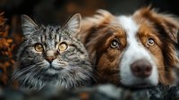 Adorable tabby kitten and Australian shepherd dog lying together, showcasing friendship between pets in warm indoor lighting for animal companionship concepts.