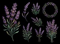 Lavender flower set with bouquets, sprigs, and wreath isolated on transparent background, ready for stickers, t-shirt design, and print on demand use.