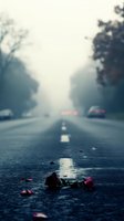 Wilted rose petals scattered on misty highway asphalt with vehicles in distance, symbolizing loss and melancholy. Suitable for editorial, conceptual, and emotional storytelling projects.