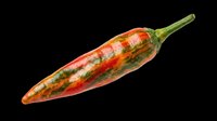 Red and green chili pepper isolated on transparent background, ready for T-shirt design, stickers, clipart, print on demand, and sublimation projects.
