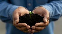 Male hands holding soil with small green seedling sprout, wearing blue shirt, representing environmental conservation, sustainable growth, gardening, and eco-friendly agriculture practices.