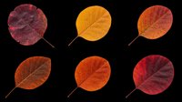 Autumn leaves in various shades of red, orange, and burgundy isolated on transparent background. Ready for t-shirt designs, clipart, stickers, sublimation, and print-on-demand projects.