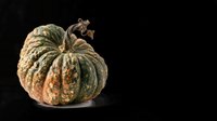 Rustic green and orange pumpkin isolated on transparent background, ready for fall harvest designs, stickers, t-shirts, print on demand, and sublimation projects.