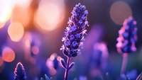Purple lavender flower spike in dreamy bokeh light with soft focus background for aromatherapy, wellness and natural beauty concepts.