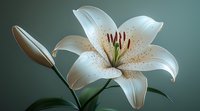 White lily flower with spotted petals and prominent stamens against dark green background, macro photography showing delicate details and natural elegance.
