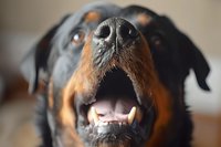 Close up macro shot of Rottweiler dog nose and mouth showing detailed texture of wet nose, teeth and facial features against blurred background.
