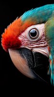 Close-up portrait of colorful parrot head with vibrant turquoise and orange feathers, detailed eye and beak against black background for wildlife photography.