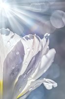 White petals with morning dew drops in soft sunlight rays creating dreamy atmosphere. Macro photography shows delicate texture and water droplets on flower surface.