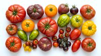 Colorful heirloom tomatoes variety collection with red yellow green purple cherry beefsteak roma types isolated on white background for cooking recipes.