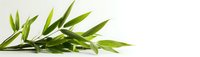 Fresh green bamboo leaves and stem lying on white surface, natural zen composition with copy space for wellness and spa designs.