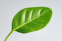 Fresh green tropical leaf with prominent veins on light background, macro photography showing natural texture and pattern detail for botanical design.