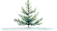 Young evergreen pine tree with soft green needles on snowy ground, watercolor style botanical illustration for winter holiday designs and seasonal greeting cards.