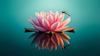 Pink lotus flower floating on calm turquoise water with perfect reflection and small dragonfly perched on petals creating serene zen meditation scene.