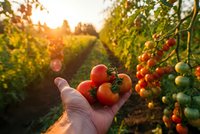 Fresh ripe tomatoes in farmer's hand at sunset in organic garden with golden light filtering through greenhouse rows for harvest concept.