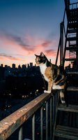 Calico cat perched on a rusty urban fire escape railing at dusk, city skyline glowing under a dramatic sunset sky in the background.