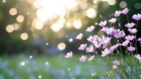 Pink cosmos flowers bloom against blurred bokeh background in golden evening light, creating dreamy garden atmosphere with soft focus and magical glow effect.