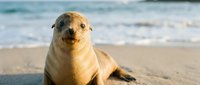 Young sea lion pup resting on sandy beach with ocean waves in background. Marine wildlife conservation and coastal ecosystem concept for educational materials.
