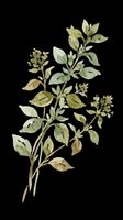 Watercolor botanical illustration of herb plant with delicate green leaves and small clustered flowers, isolated on transparent background. Ready for clipart, t-shirt design, stickers, sublimation and print-on-demand projects.