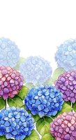 Colorful hydrangea flowers border with blue, pink and purple blooms and green leaves on white background for spring garden design projects.