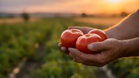 Farmer hands holding fresh ripe red tomatoes at sunset in agricultural field. Organic farming harvest concept for healthy food production and sustainable agriculture.