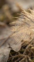Golden feather macro with delicate barbs catching warm sunlight on natural blurred background for nature photography and organic design projects.