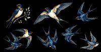Swallow birds set isolated on transparent background, perfect clipart for t-shirt design, stickers, print on demand, sublimation, and digital crafts use.