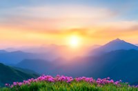 Vibrant pink wildflowers blooming on mountain meadow at dramatic sunset with golden sun, misty peaks and colorful sky in background. Scenic nature landscape.