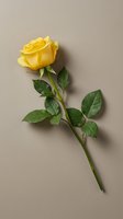 Single yellow rose with green leaves on a neutral beige background, symbolizing friendship, joy, and new beginnings in floral design.
