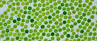 Fresh green peas scattered on white background creating organic pattern for healthy food design and culinary projects.
