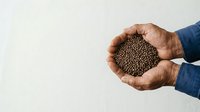 Male farmer with medium brown skin tone holding handful of organic lentils or legume seeds in cupped hands against white background for agriculture and food production concepts.