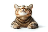 Smiling tabby cat lying relaxed with paws forward on white background, looking up with happy expression. Isolated pet portrait for veterinary and animal care designs.
