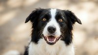 Happy black and white Border Collie dog with tongue out looking at camera outdoors on sunny day. Friendly canine pet portrait with natural lighting.