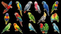 Colorful parrot collection featuring macaws, lorikeets, and budgies in various poses. Isolated on transparent background, ready for t-shirt designs, clipart, stickers, and print-on-demand products.