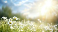 Wild daisies growing in summer meadow at sunrise, soft focus nature background with white flowers, sunlight and bokeh effect in green grass.