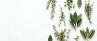 Fresh herbs and aromatic plants arranged on white background with copy space for culinary and natural medicine design projects.