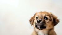Adorable brown and white puppy with expressive eyes looking up against neutral background for pet care marketing and animal lover designs.