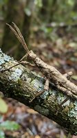 Brown stick insect camouflaged on lichen-covered tree branch in natural forest habitat displaying remarkable mimicry and adaptation skills.