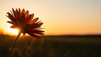 Silhouette of blooming flower against golden sunset sky creating warm atmospheric lighting for nature photography and inspirational content.