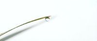 Green grass blade with crystal clear water droplet on white background isolated for nature design and environmental concepts.