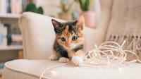 Young tabby and white kitten sitting on cream armchair with string lights, playful pet in cozy home interior setting.