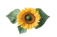 Bright yellow sunflower with green leaves isolated on white background, high quality botanical composition for design projects and creative layouts.