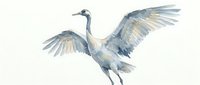 Watercolor painting of a blue and gray crane or heron with outstretched wings in flight against a white background, suitable for nature and wildlife art projects.