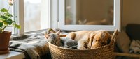Two adorable cats sleeping peacefully in wicker basket by sunny window with houseplants creating cozy home atmosphere for pet lovers and interior design.