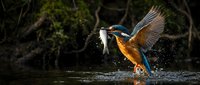 Kingfisher bird emerging from water with caught fish in beak, wings spread, water droplets splashing around in natural wildlife habitat.