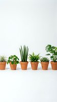 Collection of small houseplants in terracotta pots arranged on white surface against neutral background for home decor and indoor gardening concepts.