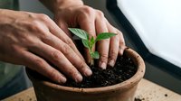 Man with light skin tone planting young seedling in terracotta pot filled with soil, demonstrating gardening, horticulture, and sustainable growth practices for environmental and botanical projects.