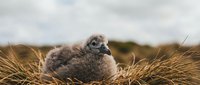 Fluffy seagull chick sitting in golden grass nest with cloudy sky background, showcasing young bird wildlife in natural coastal habitat for nature photography.