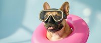 Fawn and white French Bulldog wearing oversized sunglasses and pink inflatable ring against blue sky background, summer vacation concept for travel and leisure designs.